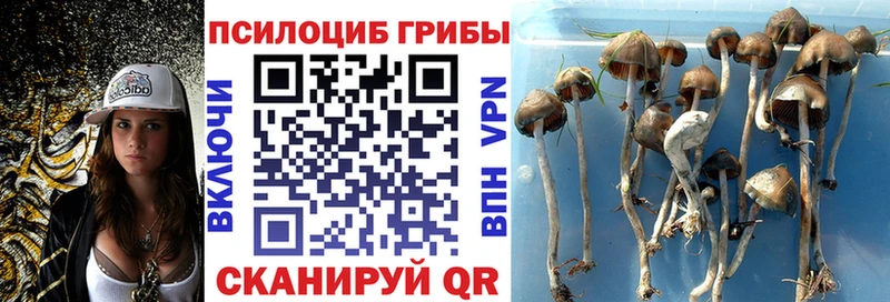 Псилоцибиновые грибы Psilocybe  Пучеж 